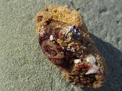 Austrobalanus imperator