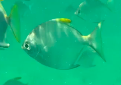 Monodactylidae