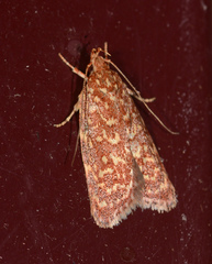 Syringoseca rhodoxantha