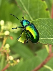 Chrysochus