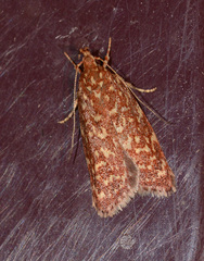 Syringoseca rhodoxantha