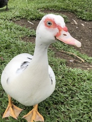 Cairina moschata domestica