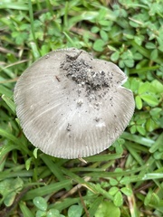 Amanita