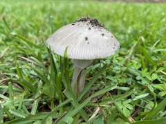 Amanita