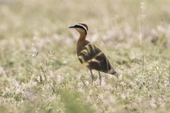 Cursorius coromandelicus