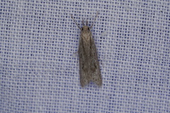 Phryganeutis cinerea