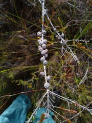 Leptospermum liversidgei