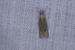 Phryganeutis cinerea