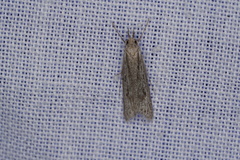 Phryganeutis cinerea