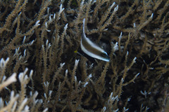 Heniochus chrysostomus