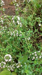 Thymus × citriodorus