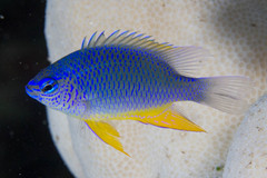 Chrysiptera burtjonesi