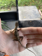 Anolis sagrei