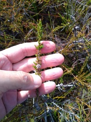 Leptospermum liversidgei
