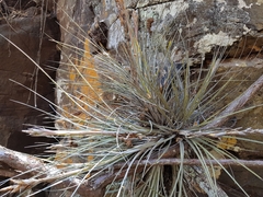 Tillandsia juncea
