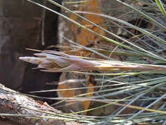Tillandsia juncea