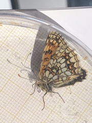 Melitaea athalia