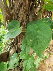 Ipomoea tiliacea