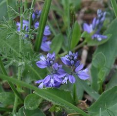 Polygala alpestris