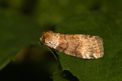 Tetheella fluctuosa