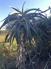 Aloe africana