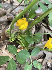 Arachis hypogaea