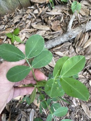 Arachis hypogaea
