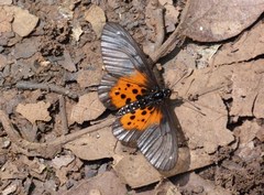Acraea iturina