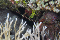 Dunckerocampus dactyliophorus