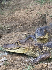 Caiman crocodilus fuscus