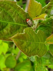 Disonycha brevilineata