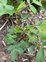 Arachis hypogaea
