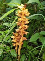 Orobanche flava