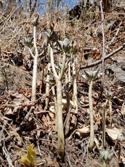 Echeveria chapalensis