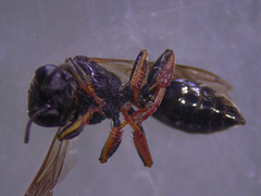 Crabro alpinus