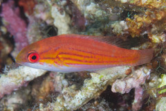 Paracheilinus filamentosus