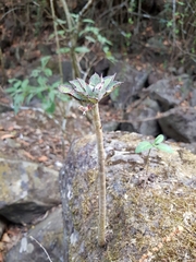 Echeveria chapalensis