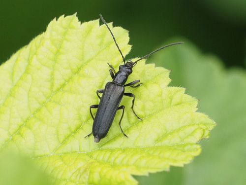 Anogcodes fulvicollis