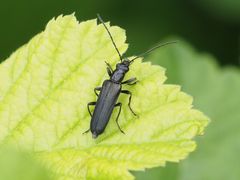 Anogcodes fulvicollis