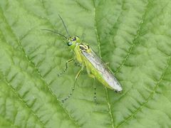 Rhogogaster chlorosoma