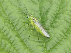 Rhogogaster chlorosoma