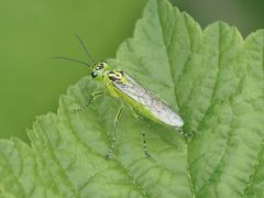 Rhogogaster chlorosoma