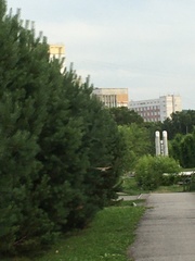Falco tinnunculus