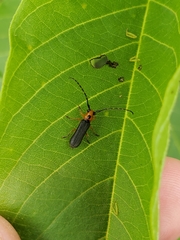 Phaea juanitae