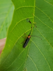 Phaea juanitae