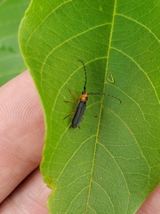 Phaea juanitae