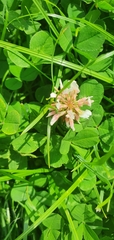 Trifolium repens