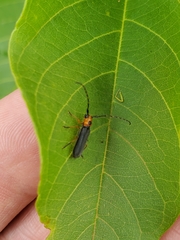 Phaea juanitae