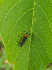 Phaea juanitae
