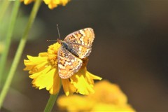 Phyciodes orseis